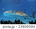 ジンベイザメ 23609384