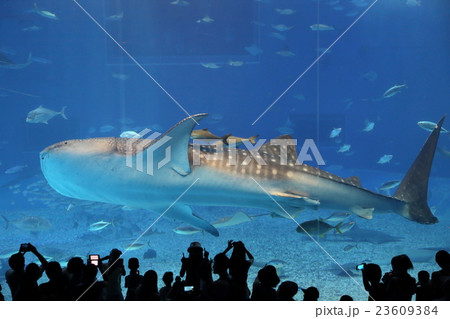 ジンベイザメ ジンベイザメ 23609384