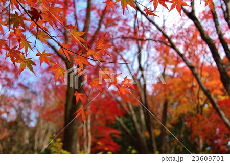 紅葉の森1 紅葉の森1 23609701