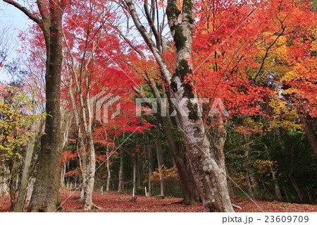 紅葉の森３ 23609709