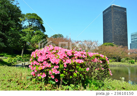 芝離宮の満開のつつじ 23610150