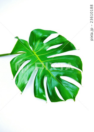 葉の背景素材・切れ込み深いモンステラの葉斜め葉先右下1葉・白バック縦位置 23610188