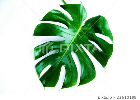 葉の背景素材・切れ込み深いモンステラの葉斜め葉先左下1葉・白バック横位置 葉の背景素材・切れ込み深いモンステラの葉斜め葉先左下1葉・白バック横位置 23610189