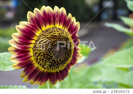 ヒマワリ　フロリスタン 23610272