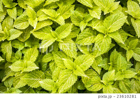 コリウス コリウス 23610281