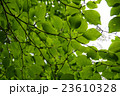 透ける葉っぱ 23610328