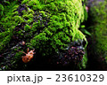 苔とセミ 23610329
