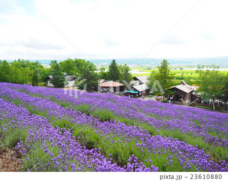 富良野ラベンダー 23610880