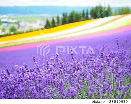 富良野ラベンダー 23610959