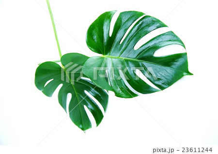 葉の背景素材・切れ込みの深いモンステラの葉2葉・白バック横位置 葉の背景素材・切れ込みの深いモンステラの葉2葉・白バック横位置 23611244