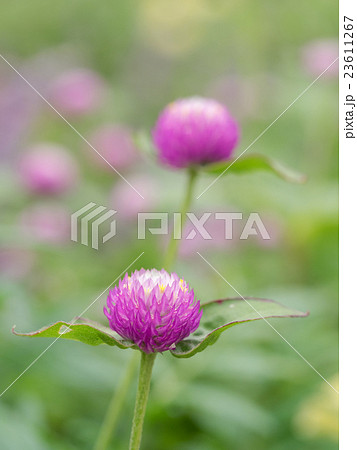 花壇の可愛い千日紅 23611267