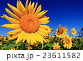 ひまわり 23611582