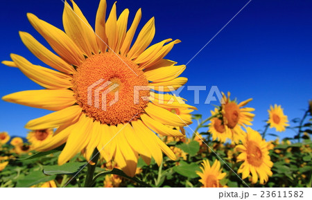 ひまわり 23611582