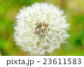 たんぽぽ 23611583