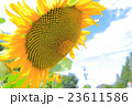 ひまわり 23611586