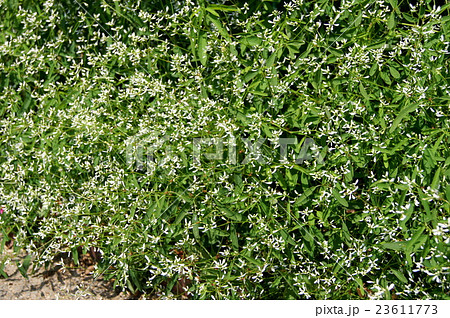 ユーフォルビア・ダイアモンドフロスト ユーフォルビア・ダイアモンドフロスト 23611773