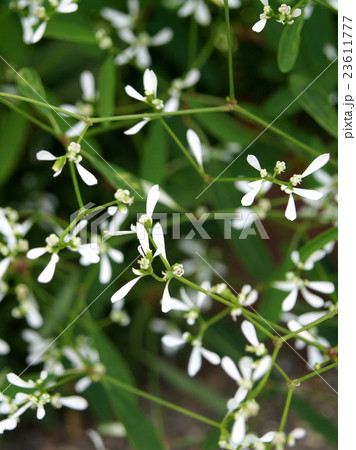 ユーフォルビア・ダイアモンドフロスト 23611777