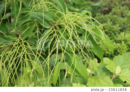 栗の花 栗の花 23611838