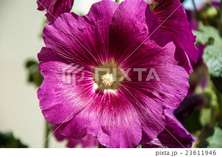 Malva flower light violet Malva flower light violet 23611946