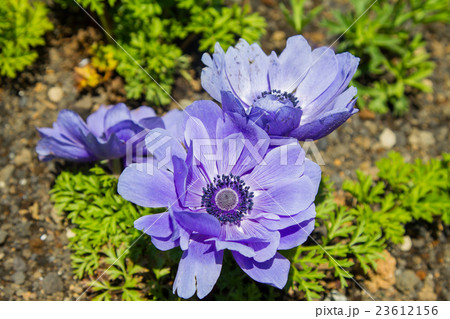 Spring flower bed with blue colored anemone flower 23612156