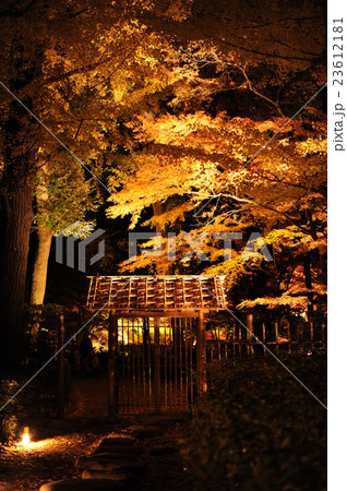 ライトアップされた紅葉と門 23612181