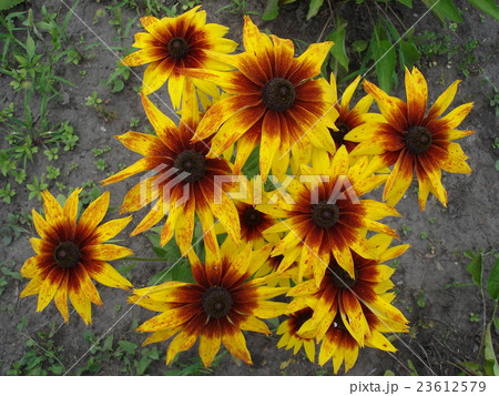 Coneflower (rudbeckia) yellow and red flowers 23612579