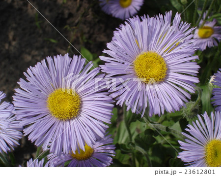 Seaside daisy purple and yellow flowers 23612801