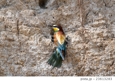 Exotic tropical bird 23613283