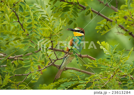 Exotic tropical bird Exotic tropical bird 23613284