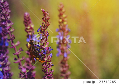 Fresh purple flowers of salvia 23613285