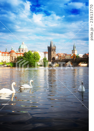 Swans with background of Charles bridge Swans with background of Charles bridge 23613770