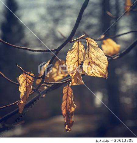 Colorful background of autumn leaf, vintage look 23613809