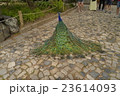 リスボン　サン・ジョルジェ城の孔雀 23614093