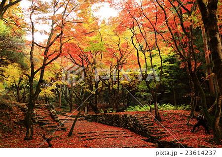 モミジの敷物 モミジの敷物 23614237