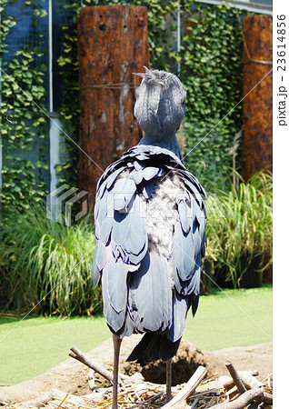 ハシビロコウ 23614856