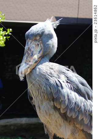 ハシビロコウ ハシビロコウ 23614862