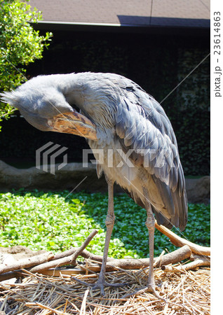 ハシビロコウ 23614863