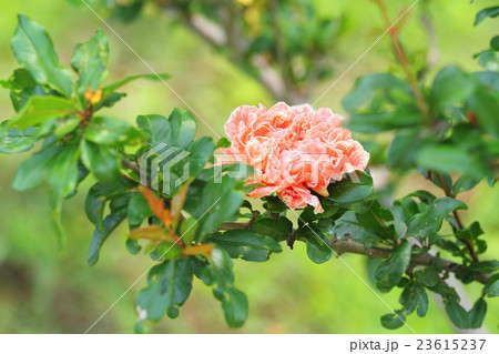 ハナザクロの花 23615237