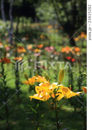 ハンターマウンテンの百合の花 23615262