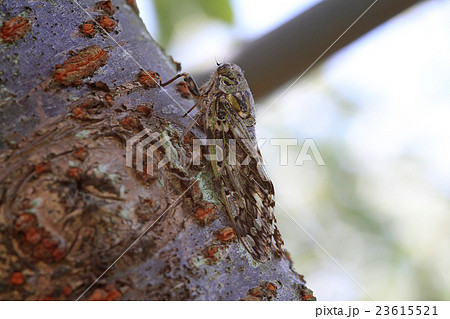 ニイニイゼミ 23615521