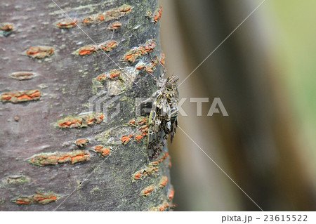 ニイニイゼミ 23615522