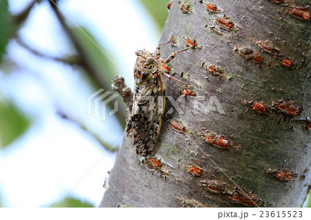 ニイニイゼミ 23615523