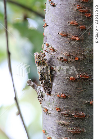 ニイニイゼミ 23615525