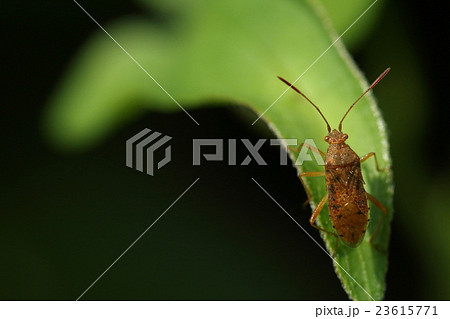 生き物　昆虫　アカヒメヘリカメムシ、七ミリ前後。光沢のある赤っぽい体が微妙に美しい 23615771