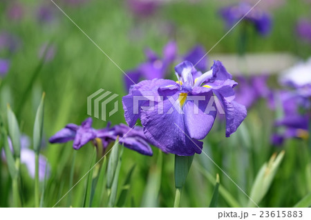 菖蒲 菖蒲 23615883