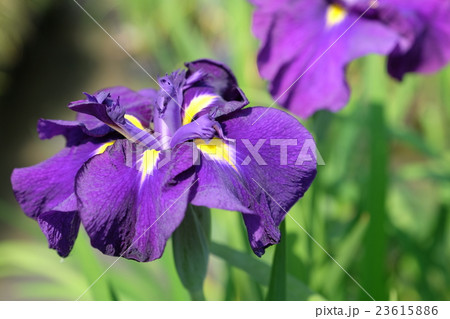 菖蒲 菖蒲 23615886
