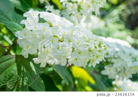 カシワバアジサイ 23616154