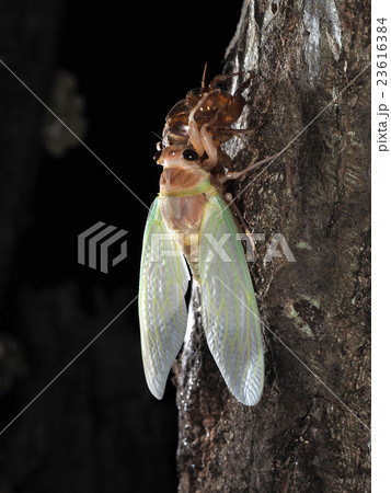 羽化するアブラゼミ 23616384
