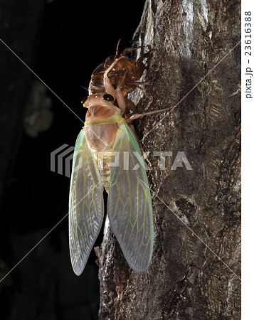 羽化するアブラゼミ 23616388