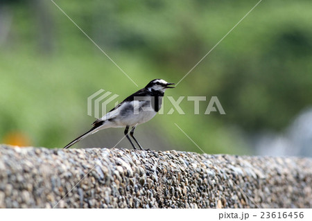ハクセキレイ 23616456